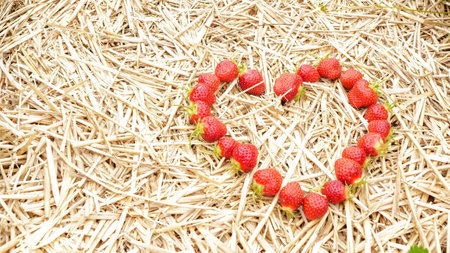 Heart-Shaped Fresh Strawberries on Straw Background Ideal for Valentine s Day or Any Occasionの写真素材