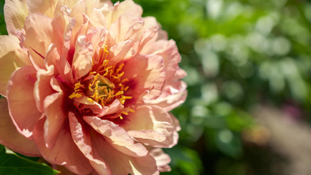 A macro photograph of a delicate pink peony flower, capturing its velvety petals and vibrant hues against a soft, blurred background, adding elegance and natural beauty to any project.の写真素材