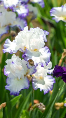 A closeup of a white and purple iris in bloom, isolated on a green background. The delicate petals are white with a light purple tinge, surrounded by lush green foliage.の写真素材