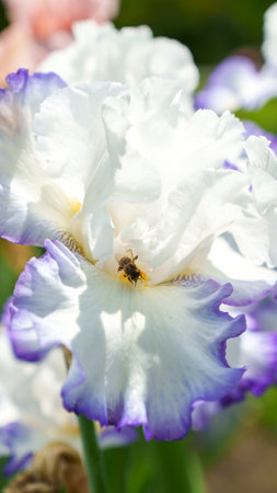 A beautiful macro shot of a white and purple iris flower with a bee pollinating it. The intricate details of the flowers petals and the bees fuzzy body are clearly visible.の写真素材