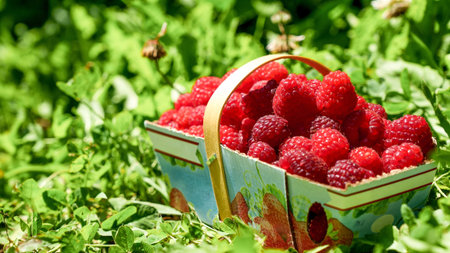 A close-up image of a basket filled with fresh, ripe raspberries sitting on a bed of lush green...