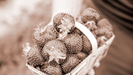 Hand holding basket with pile of fresh red strawberries after harvest on organic strawberry farm. Agriculture and ecological fruit farming conceptの写真素材