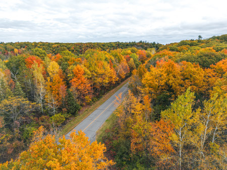 A picturesque road meanders its way through a forest filled with trees displaying vibrant fall colors, creating a stunning landscape perfect for nature lovers and outdoor enthusiasts.の写真素材