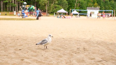 The seagull is standing on the sandy beach near the volleyball court. On the blurred background, there are unrecognizable people playing volleyball and kids playing on the playground.の写真素材