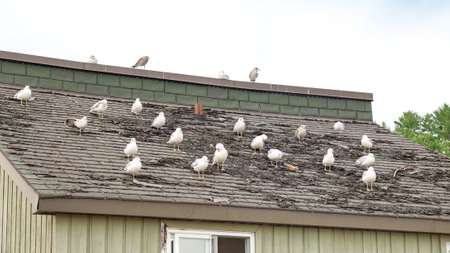 A group of seagulls are standing on a rooftop. The seagulls are all different sizes and colors. Some of the seagulls are looking at the camera, while others are looking away.の写真素材
