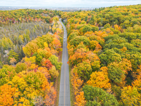 A picturesque road meanders its way through a forest filled with trees displaying vibrant fall colors, creating a stunning landscape perfect for nature lovers and outdoor enthusiasts.の写真素材