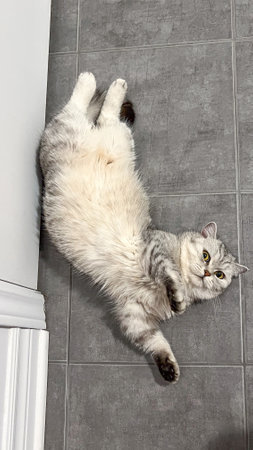 A fluffy gray tabby cat relaxes on cool gray floor tiles, exuding a playful yet serene vibe. This image captures the charm of domestic life, perfect for pet care articles or warm design projects.の写真素材