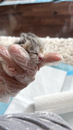This image shows a newborn kitten gently cradled in loving hands, symbolizing the fragility of new life and the care it needs. Perfect for animal welfare themes and heartwarming stories.の写真素材