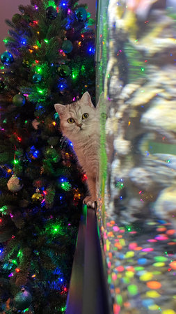 Charming image of a curious cat gazing at a beautifully decorated Christmas tree. The festive atmosphere and the cat's expression create a delightful holiday scene perfect for seasonal projects.の写真素材