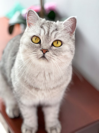 A lovely silver tabby cat with captivating golden eyes, displaying its beautiful fur and engaging gaze. Perfect for pet lovers and anyone seeking a charming animal image.の写真素材