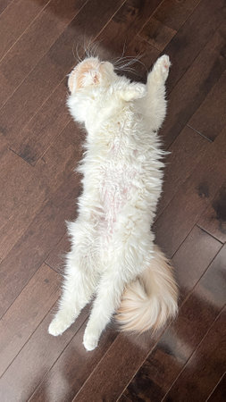 A fluffy, light-colored cat lies on its back on dark wooden floor, showcasing its belly in a relaxed pose. This image conveys comfort, serenity, and a carefree spirit, ideal for pet lovers.の写真素材