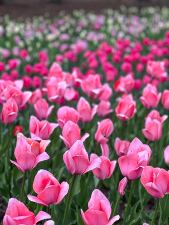 A vibrant field of pink tulips in full bloom creates a stunning display of springtime beauty. The abundance of colorful flowers evokes feelings of joy. Perfect for backgrounds and creative projects.の写真素材