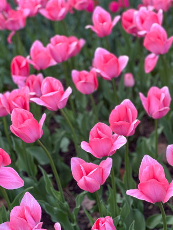 Experience the essence of spring with vibrant pink tulips blooming in a lush garden. These beautiful flowers symbolize renewal and joy, perfect for creative projects and serene moments.の写真素材
