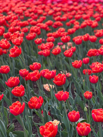 Experience the beauty of a vibrant garden filled with red tulips. Their rich colors and delicate petals create a stunning spring scene perfect for various themes and projects.の写真素材