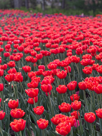A vibrant field of red tulips stretches under a clear blue sky, creating a breathtaking spring landscape. This stunning garden showcases nature s beauty, perfect for backgrounds and floral designs.の写真素材