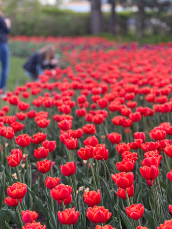 A stunning view of a vibrant field of red tulips on a sunny day. This spring scene showcases the beauty and color of nature, perfect for floral gardens and outdoor enjoyment.の写真素材