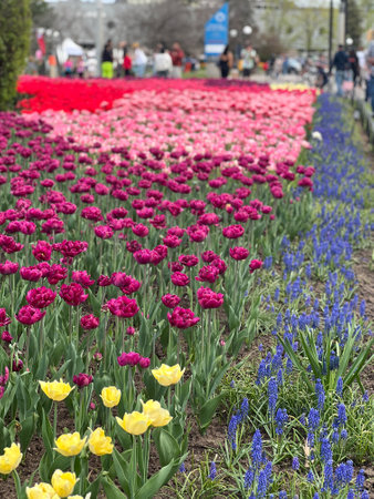 Experience the beauty of spring with a vibrant display of tulips and grape hyacinths. This colorful arrangement features red, pink, purple, yellow, and blue flowers, creating a stunning visual.の写真素材