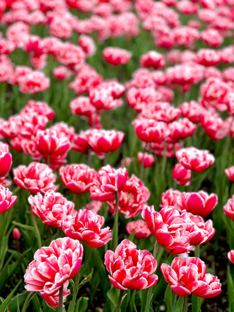 A vibrant field of red and white tulips showcases the beauty of spring. The delicate petals and lush green leaves create a stunning natural display, perfect for floral designs.の写真素材
