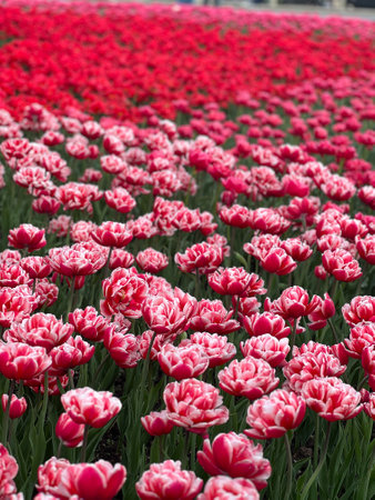 Experience the beauty of a vibrant tulip field, where rows of red and pink flowers create a stunning spring display. A perfect backdrop for art, photography, and inspiration.の写真素材
