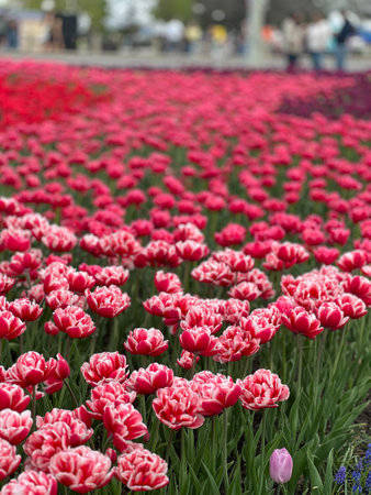 A vibrant field of red and white tulips showcases the beauty of spring. The colorful blooms and lush greenery create a picturesque scene for nature lovers and floral enthusiasts.の写真素材