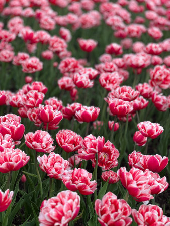 A stunning field of red and white tulips forms a vibrant tapestry of color. Each bloom adds to the beauty of nature, perfect for various applications and showcasing floral elegance.の写真素材