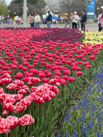 Experience a stunning array of colorful tulips, a true symbol of spring. This captivating floral display is perfect for garden lovers, tourists, and anyone who appreciates nature s beauty.の写真素材