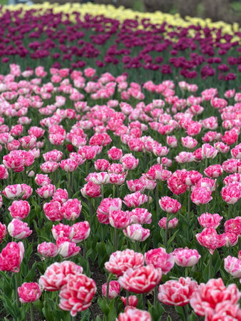 A stunning view of a tulip garden with vibrant rows of pink, purple, and yellow blooms. This colorful display radiates cheerfulness, celebrating the beauty of springtime flowers.の写真素材