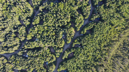 The image shows a top view of a dense pine forest with a winding road cutting through it. The trees exhibit various shades of green while the road appears light brown under the bright sun.の写真素材