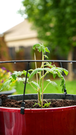 A vibrant tomato plant grows in rich potting soil, displaying bright green leaves. It is in a decorative pot on a weathered wooden deck, with a softly blurred house and trees in the background.の写真素材