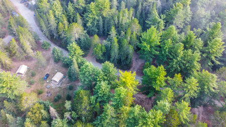 The image depicts a thick green forest with a winding asphalt road running through it. The scene is tranquil, with no vehicles in sight, showcasing the beauty of nature.の写真素材