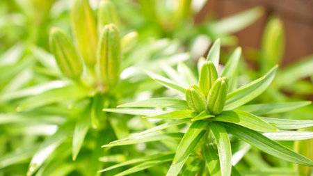 Vibrant green leaves of a lily plant bask in morning sun rays, creating a tranquil, refreshing scene. Delicate veins and intricate patterns showcase nature s artistry beautifully.の写真素材