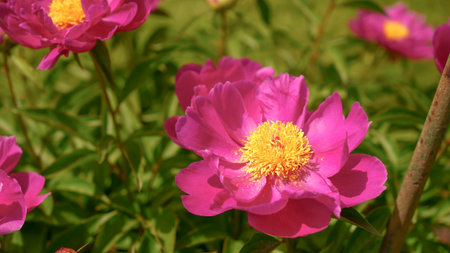 A stunning image of a vibrant bouquet of pink peonies in full bloom. The delicate petals and bright colors create depth and focus, adding natural beauty to any project.の写真素材
