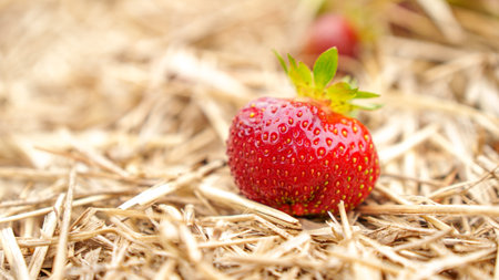 A field of ripe, red strawberries growing in neat rows. The strawberries are nestled in a bed of green leaves and are surrounded by a layer of straw mulch to keep the weeds down and the berries clean.の写真素材