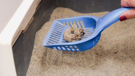 A woman s hand uses a blue plastic scoop to clean a cat s litter box, removing soiled clumps of litter. This task is part of pet care and hygiene in the household environment. Pet, home life concept.の写真素材