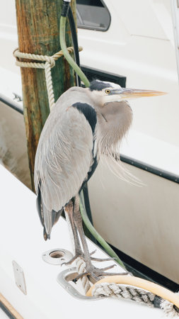 Great blue heron stands gracefully on a boat dock, highlighting its striking plumage and calm demeanor in a tranquil waterfront settingの写真素材