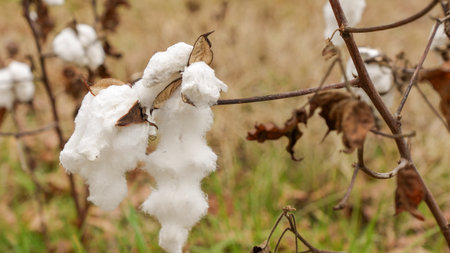 Cotton bolls are prominently displayed on branches, featuring soft white fibers and dried leaves, set against a natural landscape of grass and earthの写真素材