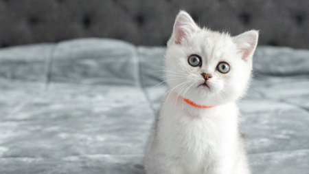 This adorable silver kitten with striking blue eyes rests on a soft gray bed. Ideal for pet content, advertisements, or heartwarming designs. A charming scene that captures feline beauty.の写真素材