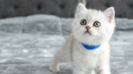 A cute fluffy white kitten with blue eyes and a bright blue collar. The kitten is sitting on a soft grey blanket, gazing upward with a curious expression. Ideal for pet-themed projects.の写真素材