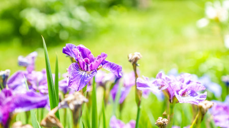 Lush garden filled with vibrant purple irises, surrounded by rich green foliage, capturing the...