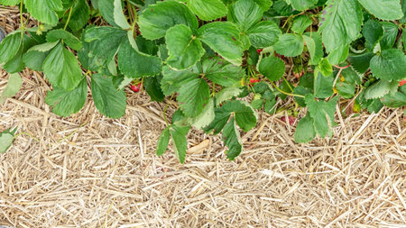 Lush strawberry plants display vibrant green leaves and ripe berries nestled among straw mulch,...