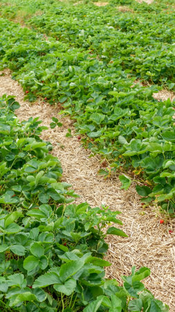 Ripe strawberries are thriving in vibrant green fields, nestled among straw mulch, highlighting the richness of agricultural landscapes and natural growthの写真素材