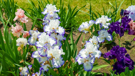 Vibrant irises are blooming in a garden, displaying a variety of colors and textures among lush green foliage, illustrating natural beauty and serenityの写真素材