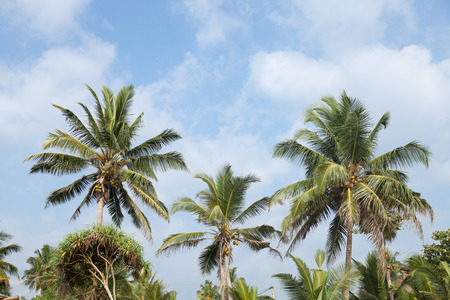Top of coconut palm trees on a sunny day with some clouds in the sky.の写真素材