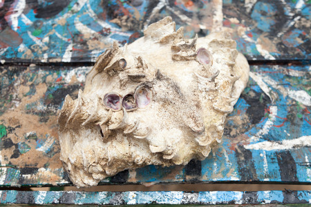 Big white decorative shell on a wooden painted table as seen on the island Koh Ta Kiev in Cambodia.の写真素材