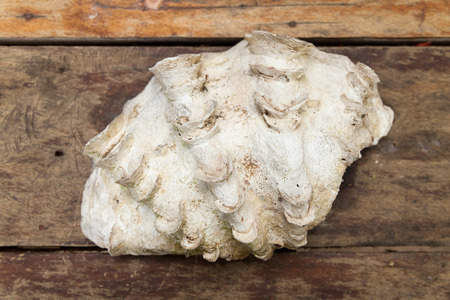 Big white decorative shell on a brown wooden table as seen on the island Koh Ta Kiev in Cambodia.の写真素材