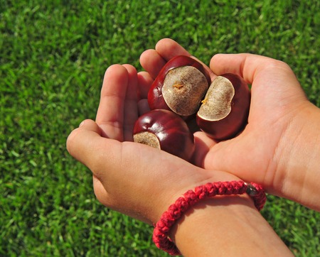 Hands holding chestnutsの写真素材