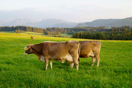 cows grazing on the lush green alpine meadows with scenic lake Attlesee and the Bavarian Alps in the background, Nesselwang, Allgaeu or Allgau, Germanyの写真素材