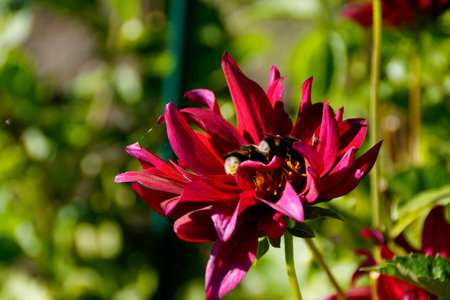 Close up of red dahlia flower with a bumblebeeの写真素材