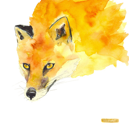 Red FoxWatercolor drawing handsの写真素材