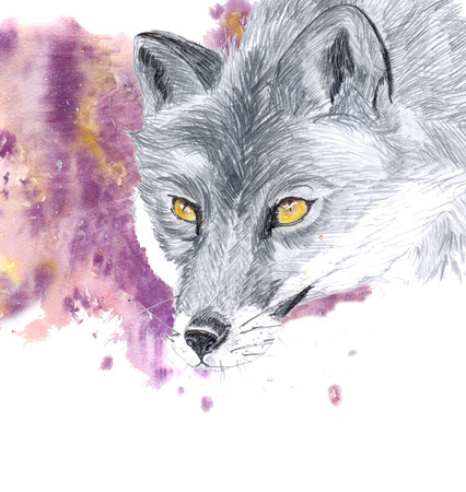Fox pencil drawing with elements of watercolor stainsの写真素材